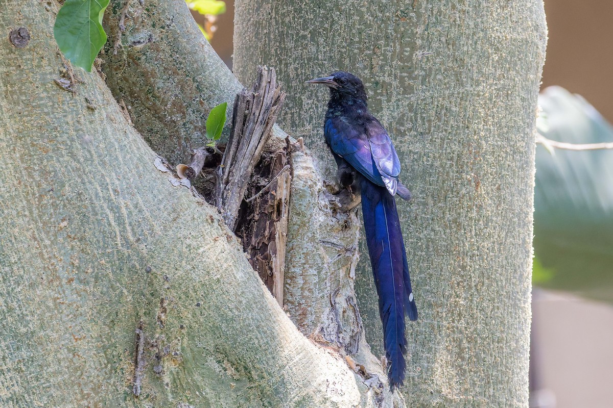 Green Woodhoopoe - ML650087754