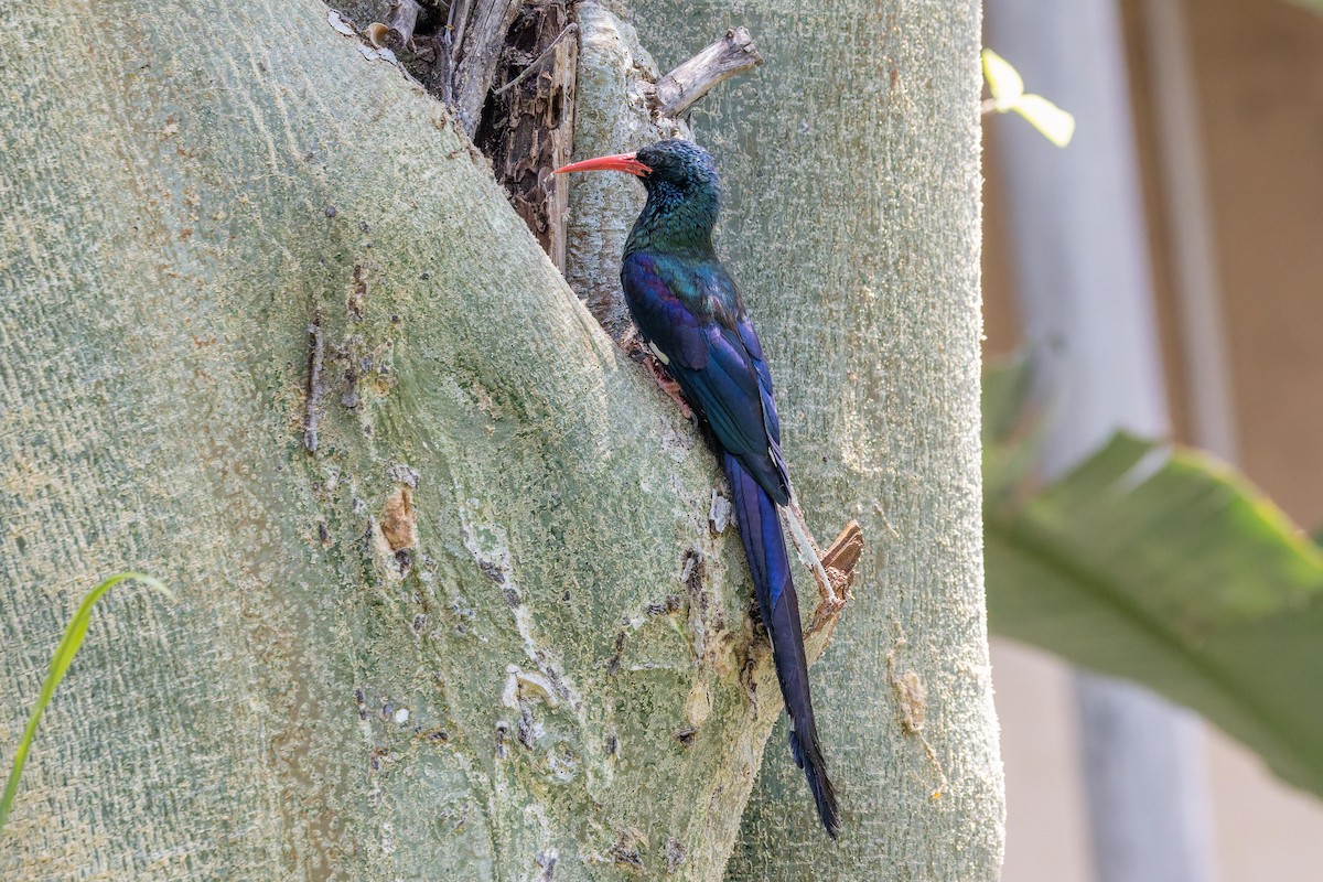Green Woodhoopoe - ML650087888