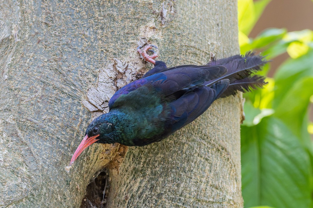 Green Woodhoopoe - ML650087956