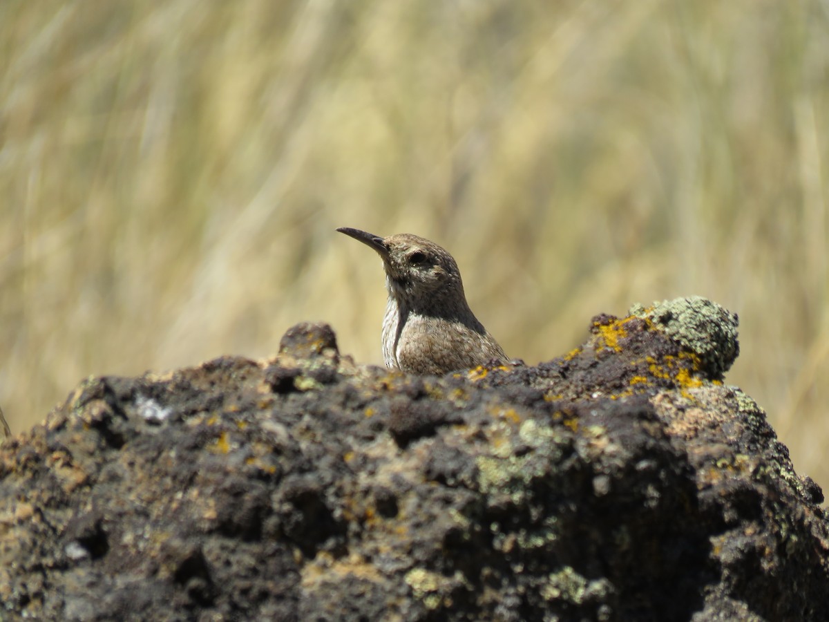 Rock Wren - ML65008811