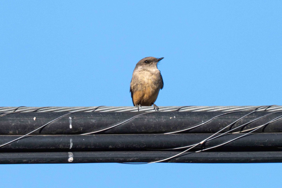 Say's Phoebe - ML650088221