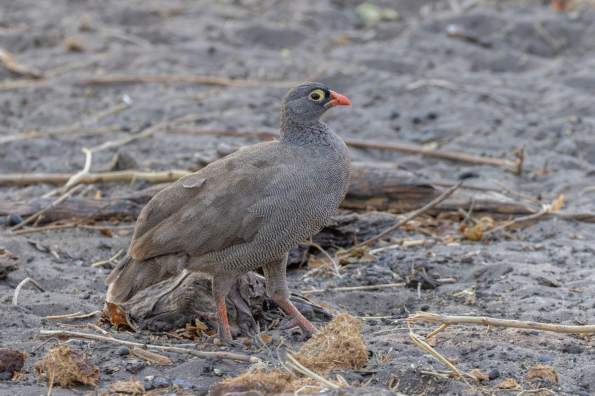 Red-billed Spurfowl - ML650088381
