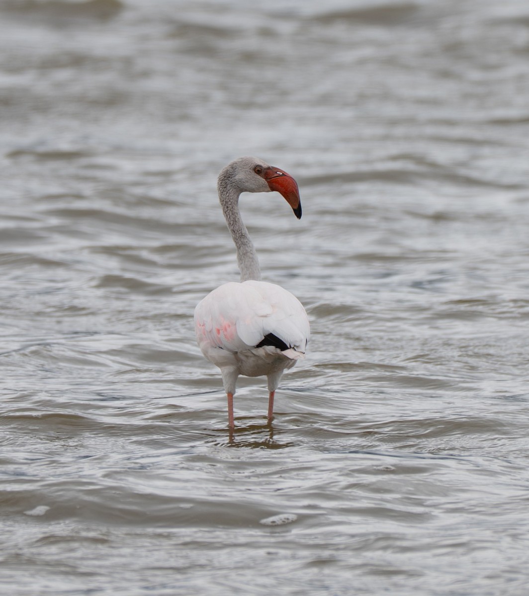 plameňák malý - ML650088674