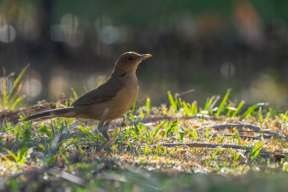 leirtrost - ML650088804