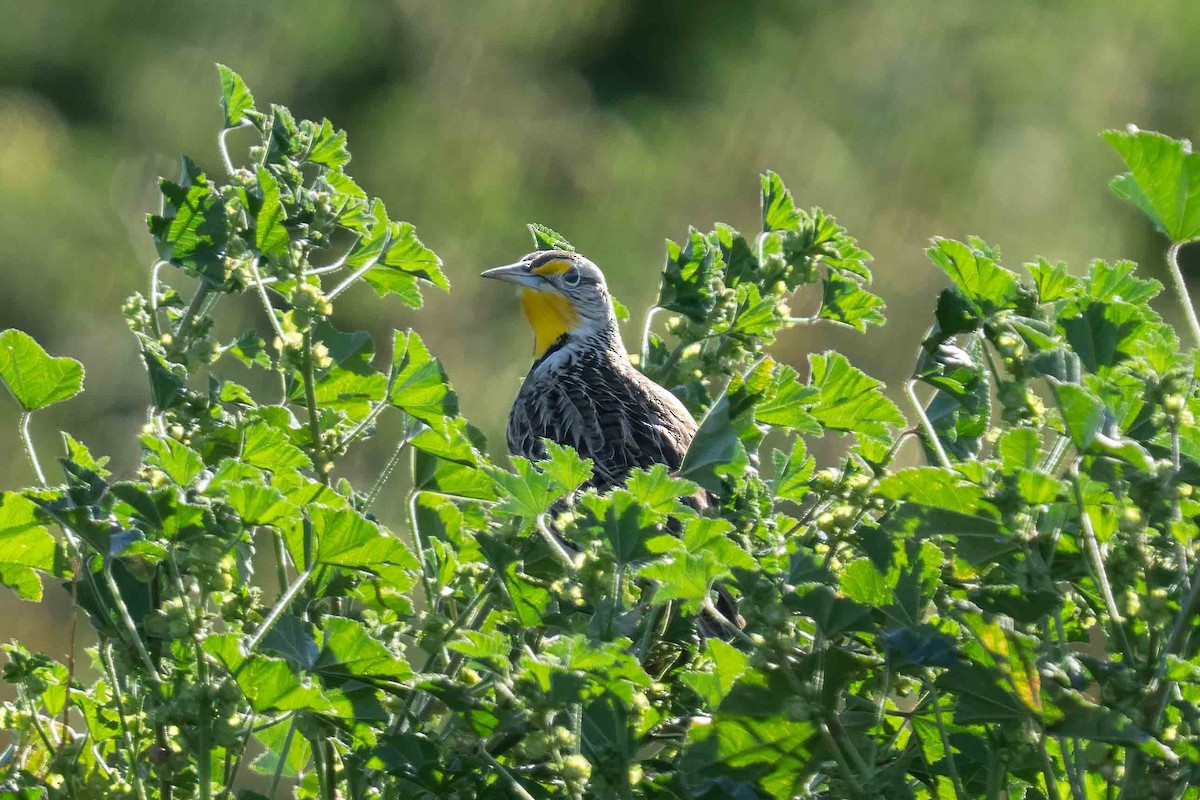 Western Meadowlark - ML650088848