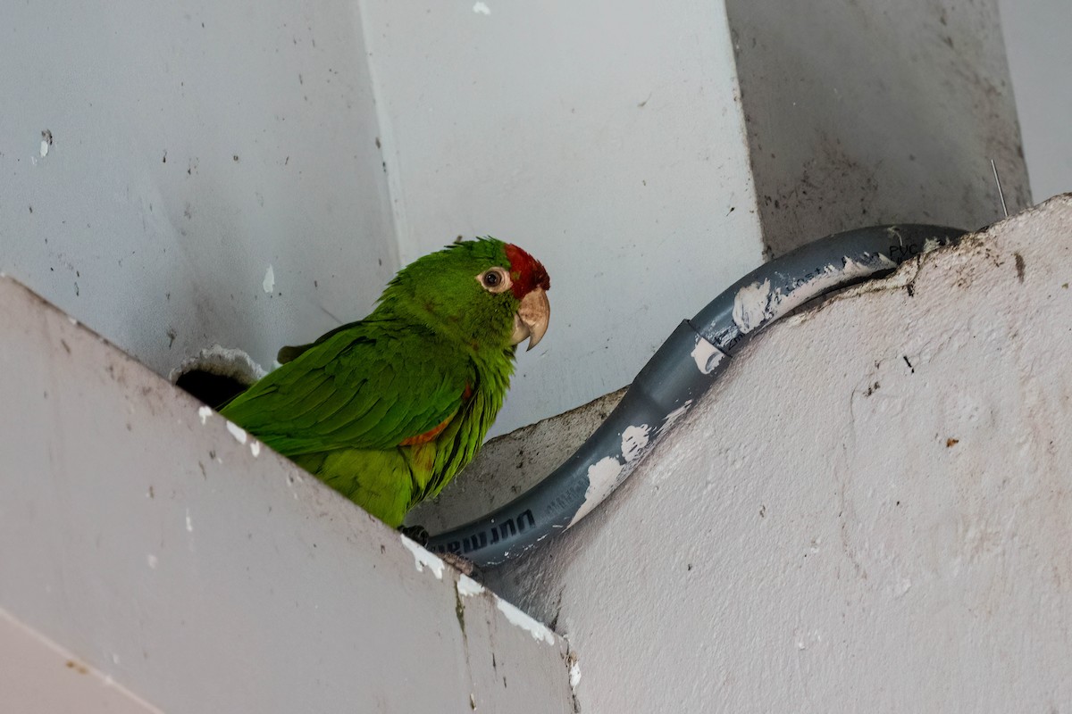 karminpanneparakitt - ML650088886