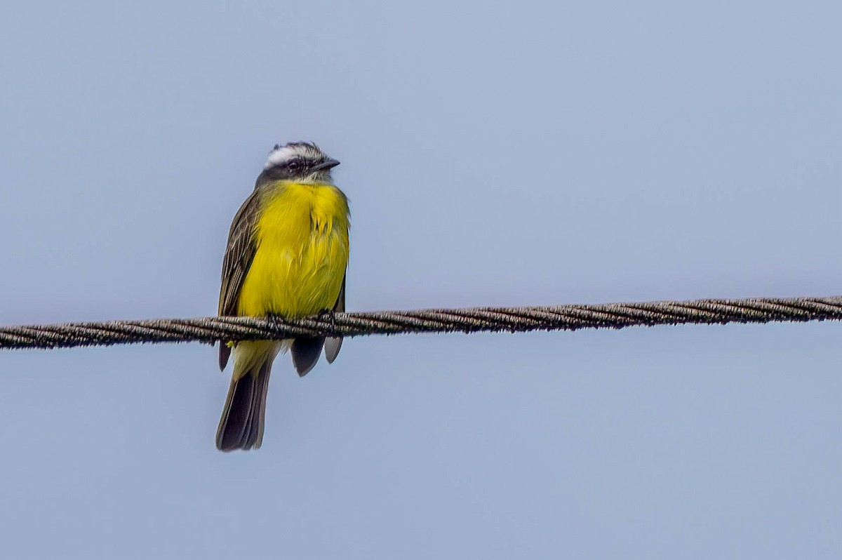 haciendatyrann - ML650088936