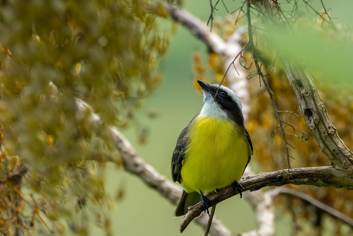 haciendatyrann - ML650088937