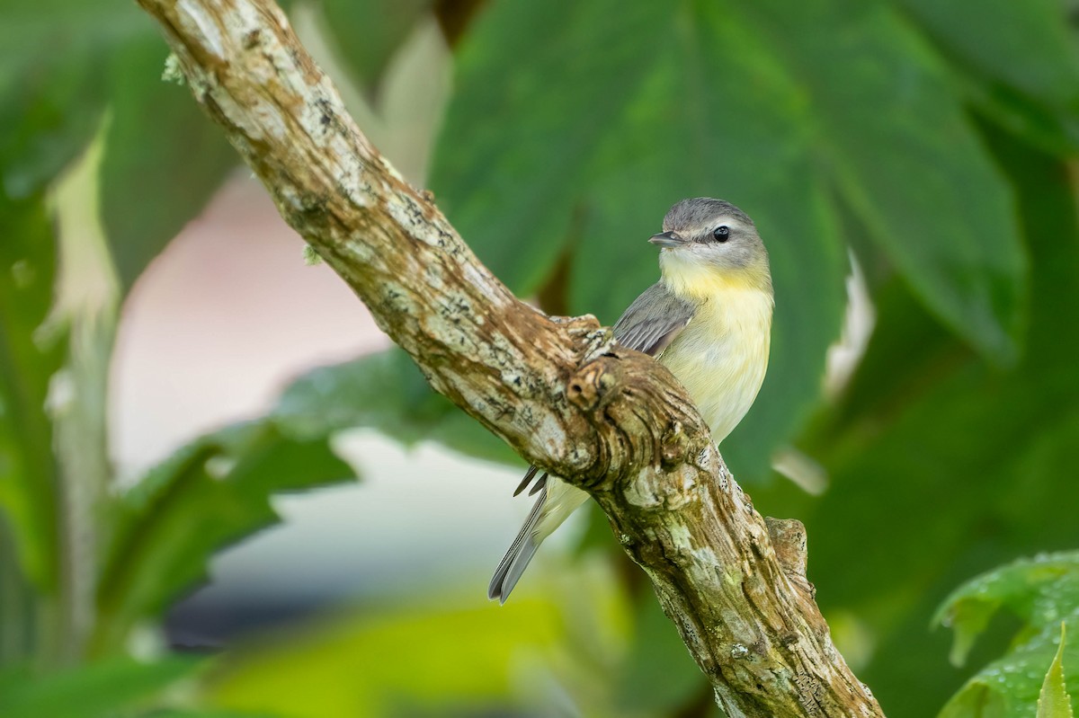 kanadavireo - ML650088949