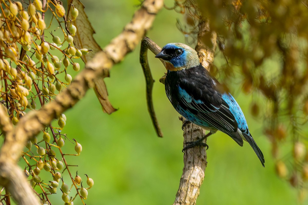 gullhettetanagar - ML650088973