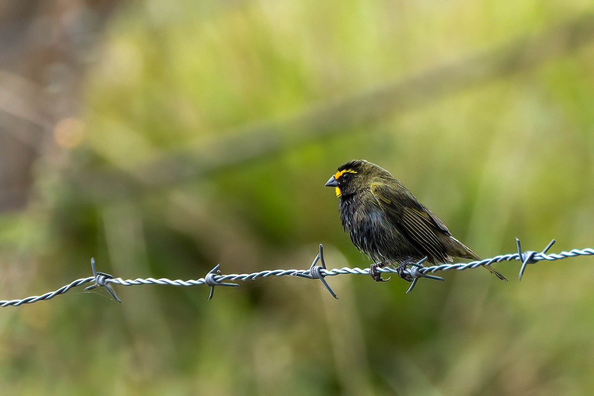 gulstrupegresspurv - ML650088979