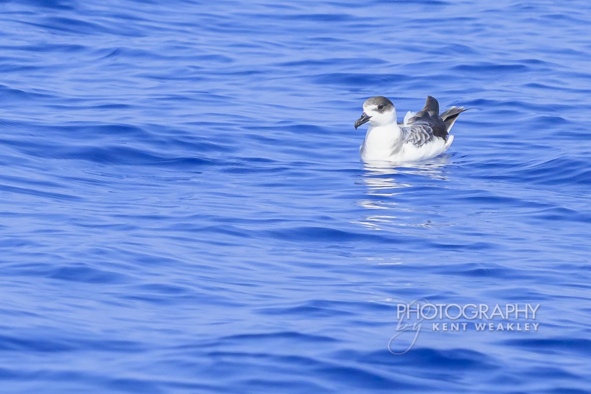 Pétrel à col blanc - ML650089433