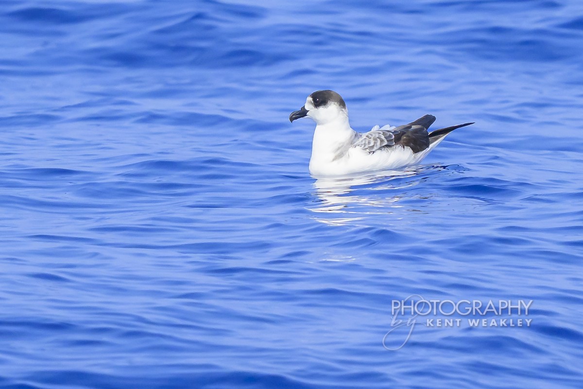 White-necked Petrel - ML650089434