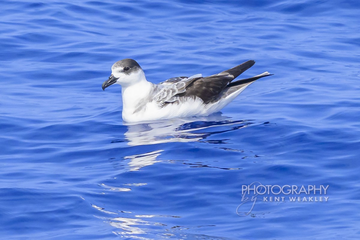 Pétrel à col blanc - ML650089436