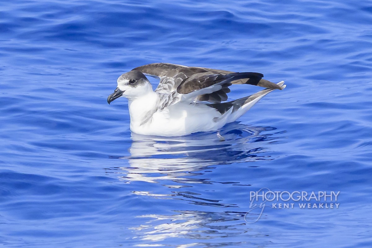 White-necked Petrel - ML650089437