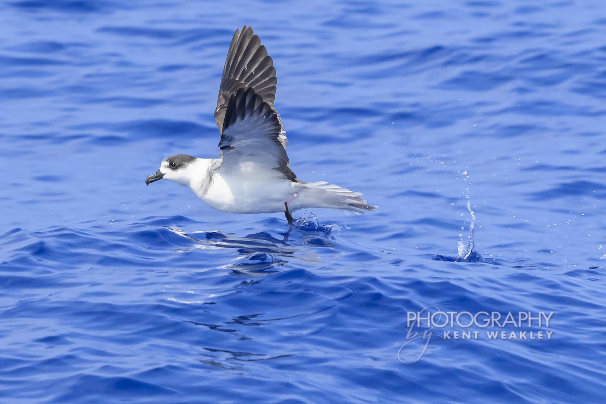 Pétrel à col blanc - ML650089438