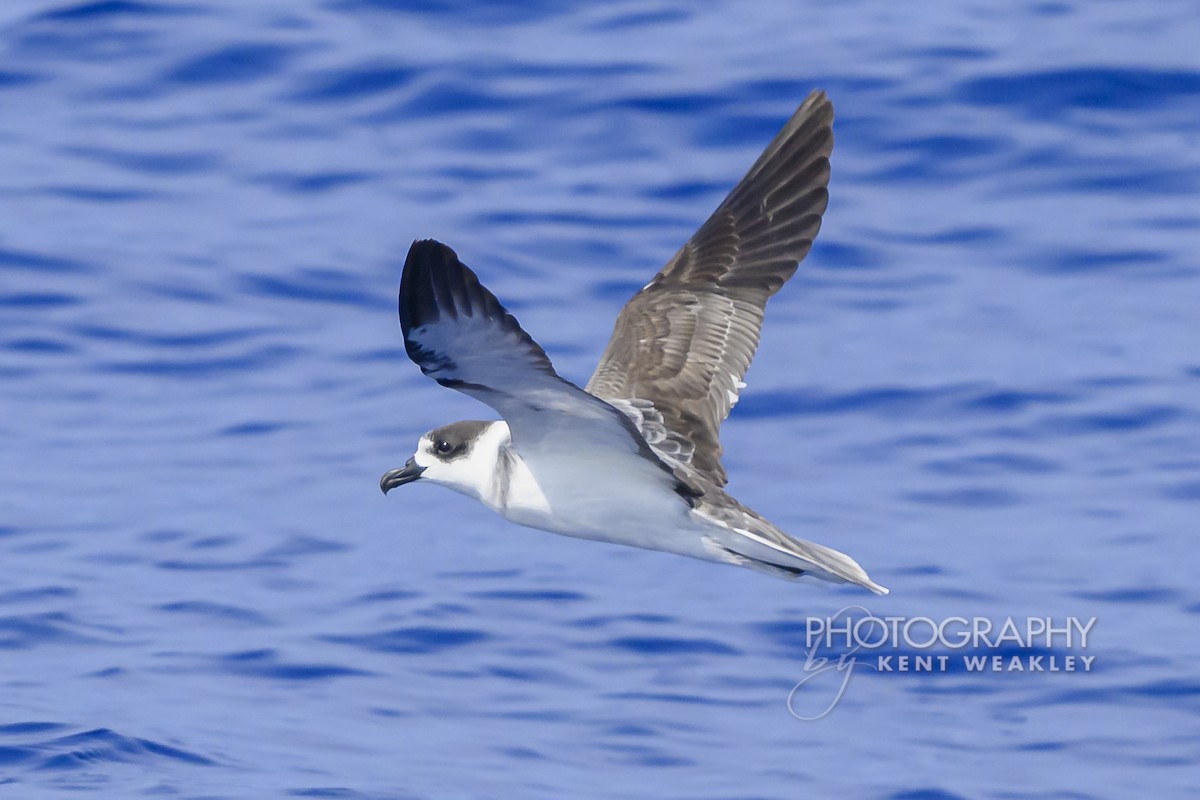 White-necked Petrel - ML650089439