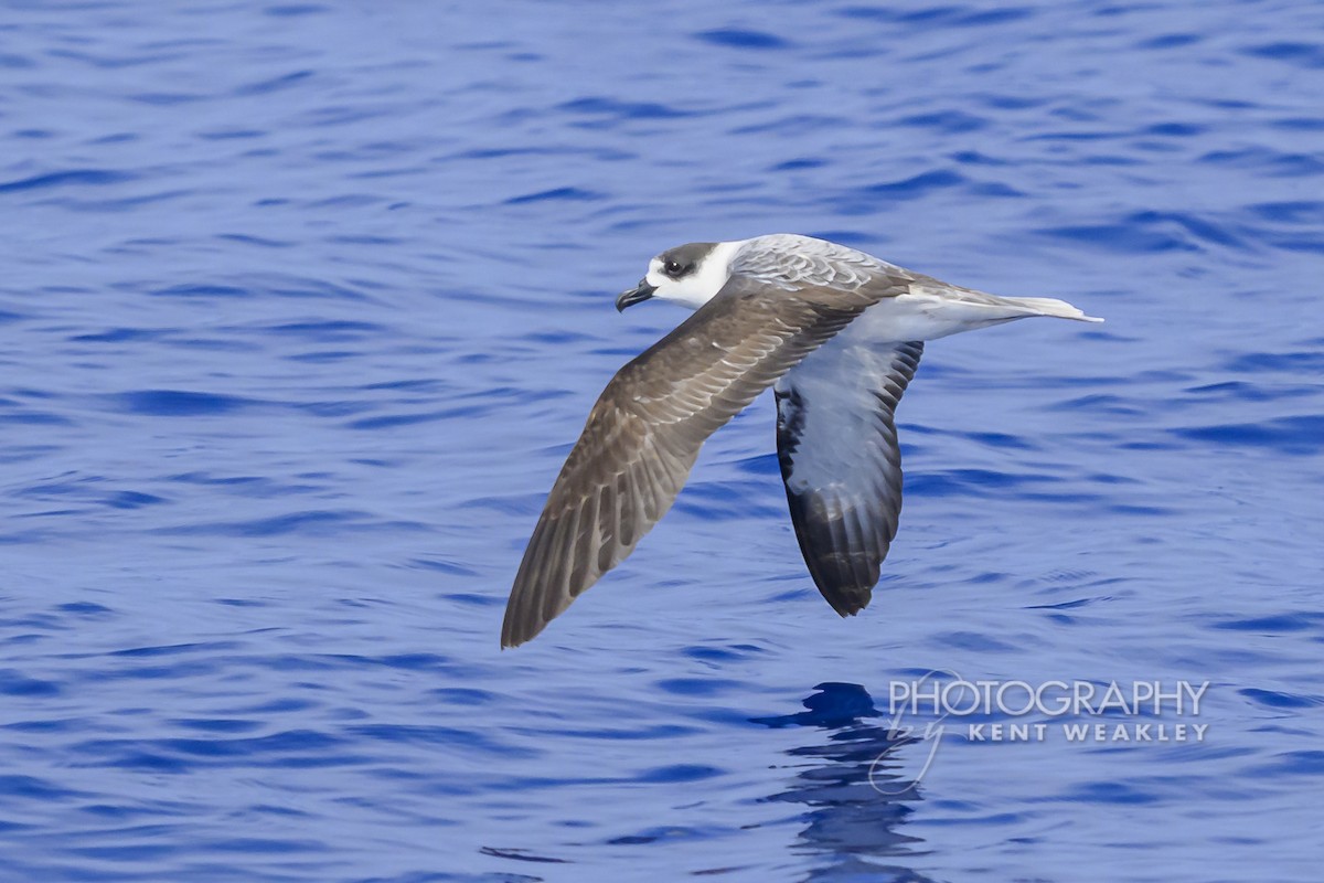 Pétrel à col blanc - ML650089440