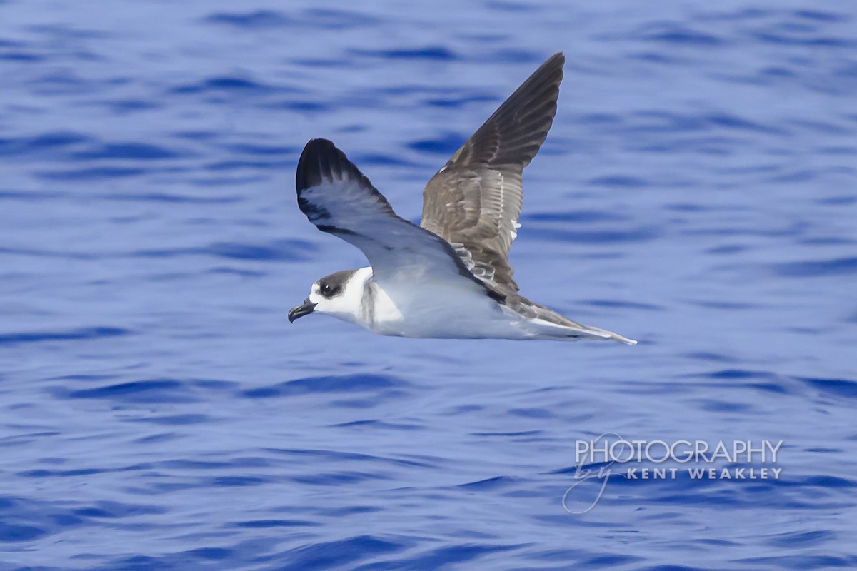 Pétrel à col blanc - ML650089441