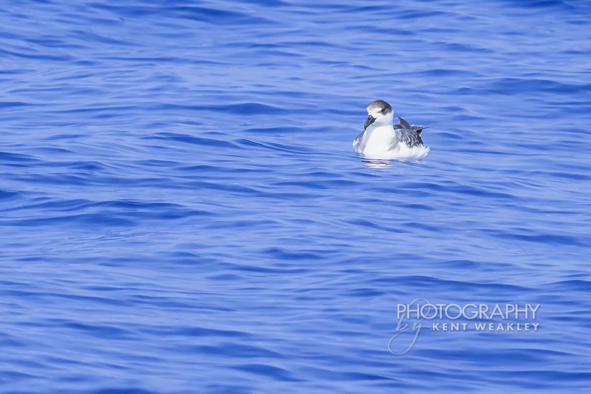 Pétrel à col blanc - ML650089442