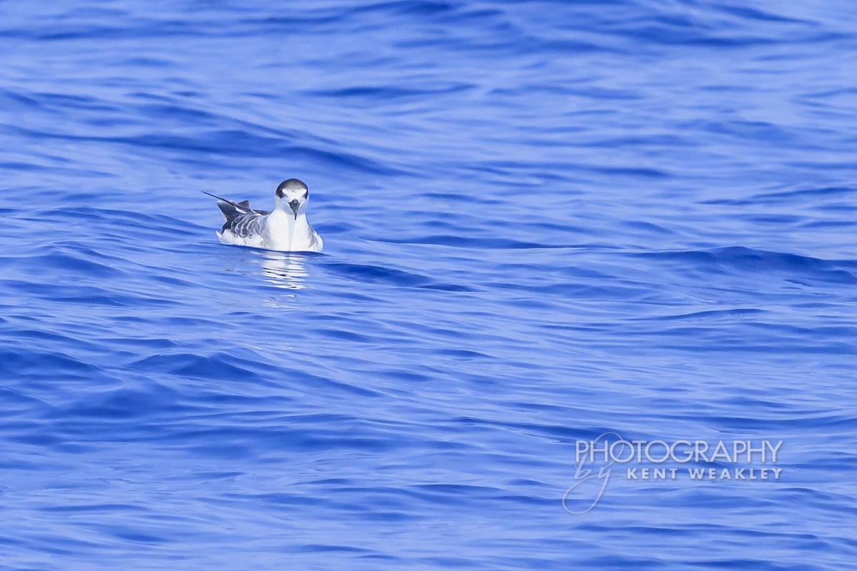Pétrel à col blanc - ML650089443