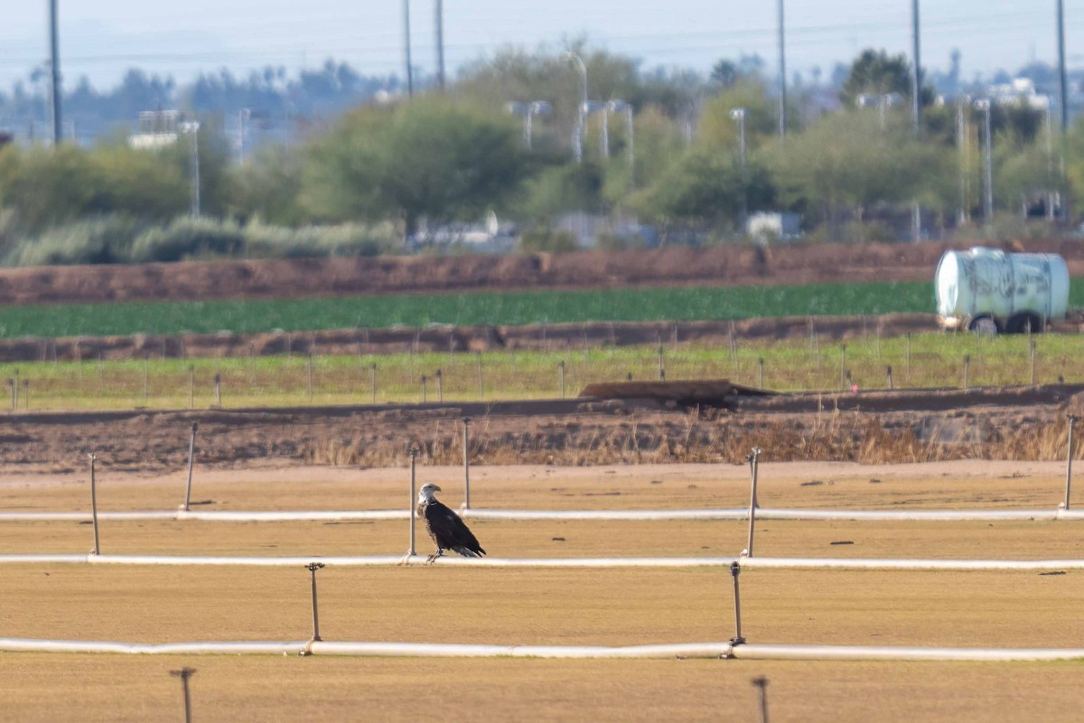 Bald Eagle - ML650089472
