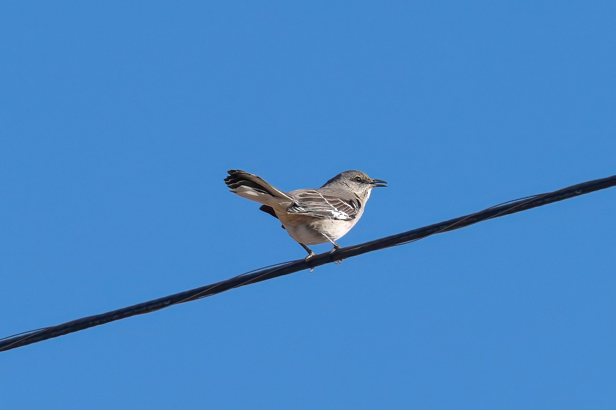 Northern Mockingbird - ML650089791