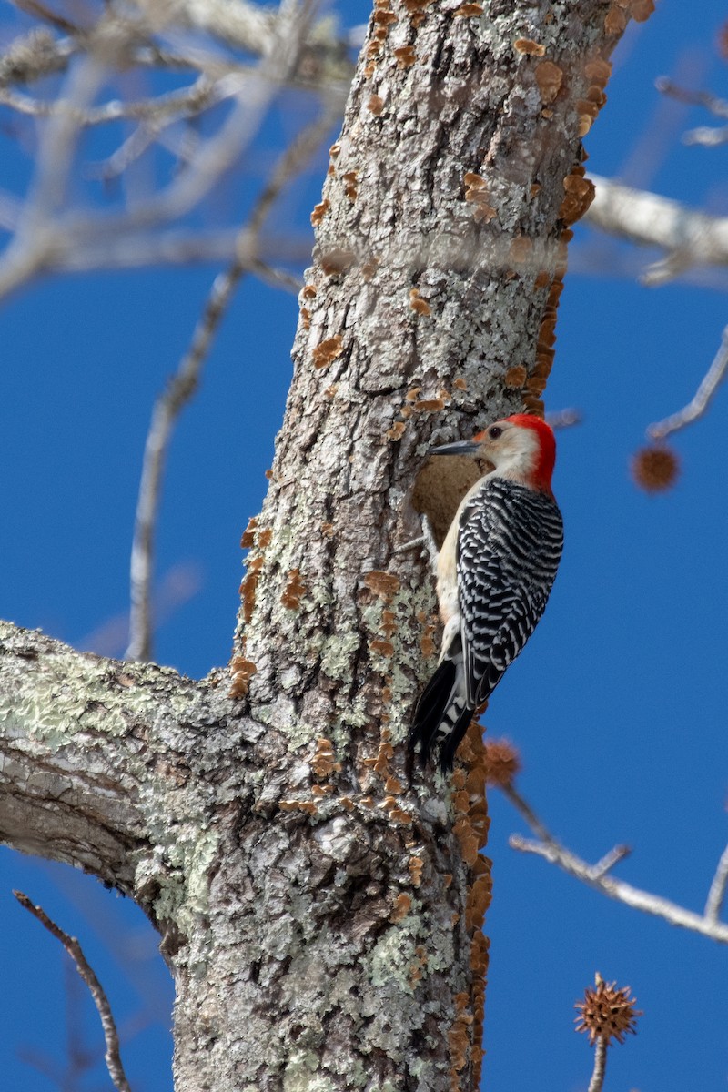 Каролинский дятел - ML650089867