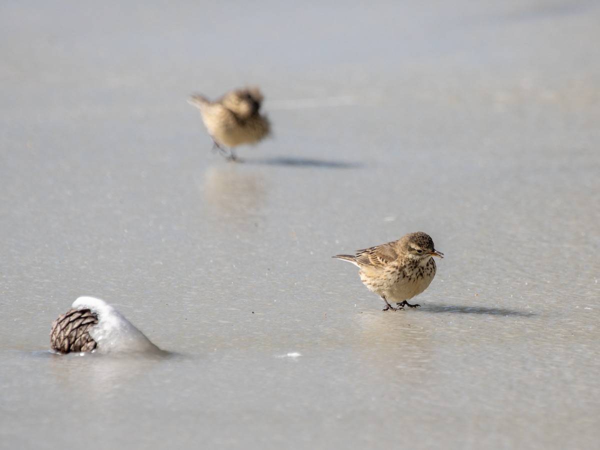 Американский конёк - ML650089886