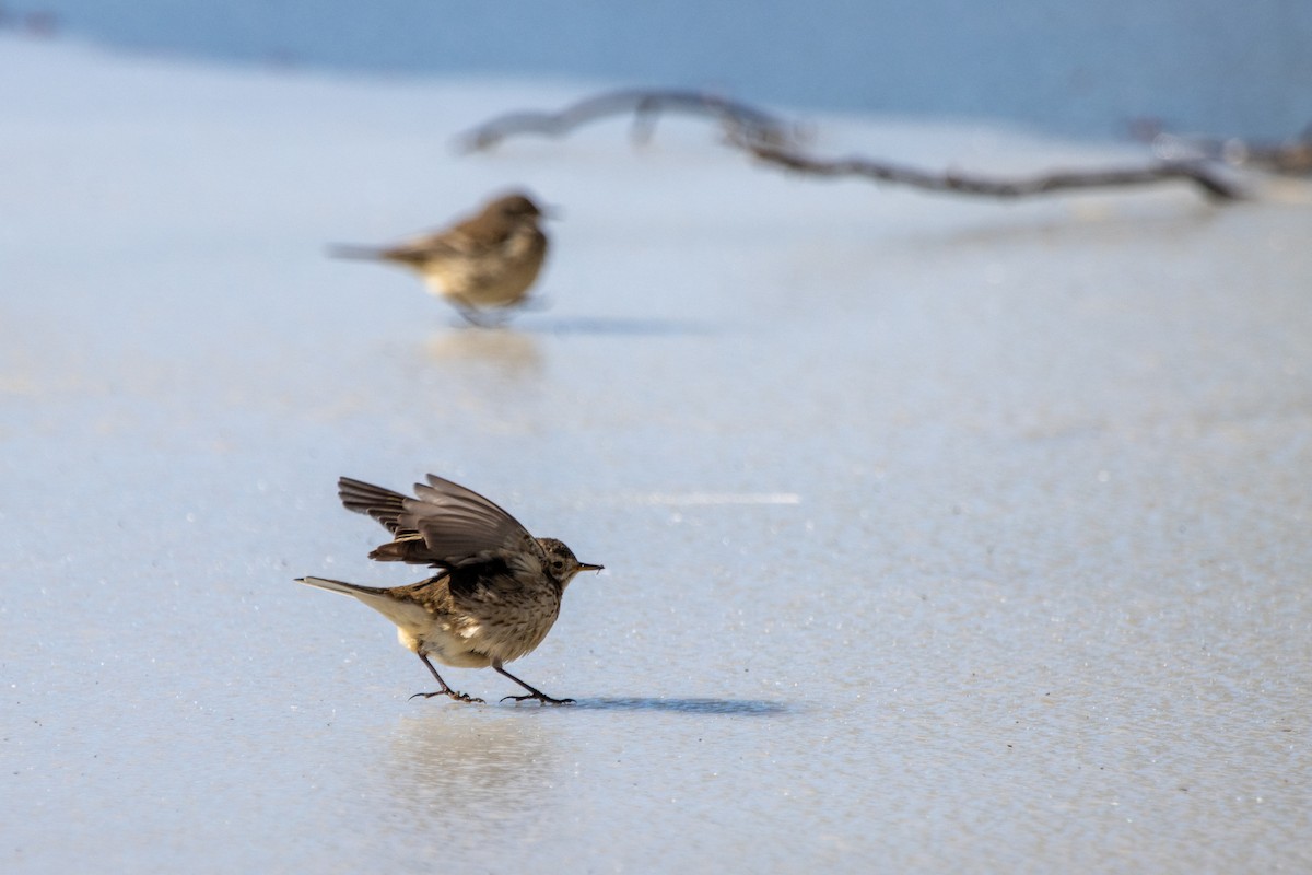 Американский конёк - ML650089887