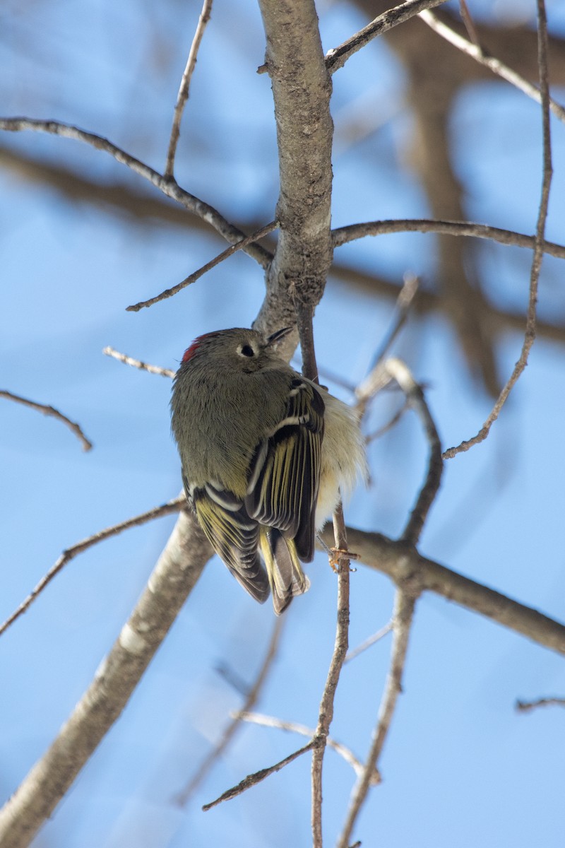 Рубиноголовый королёк - ML650089905