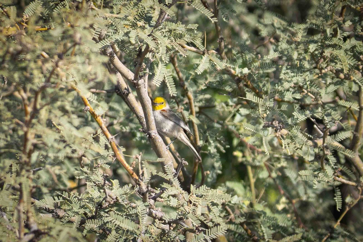 Verdin - ML650090245