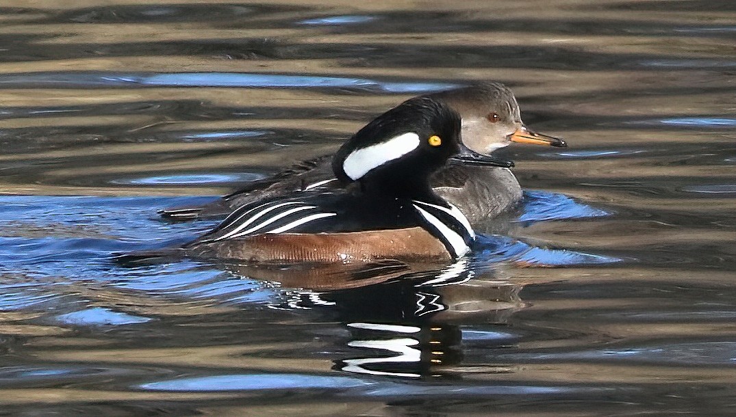 Smergo dal cappuccio - ML650090334