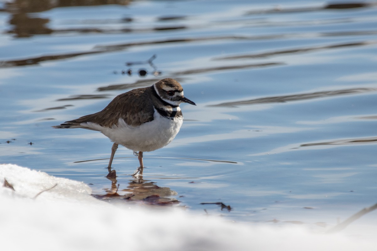 Крикливый зуёк - ML650090497