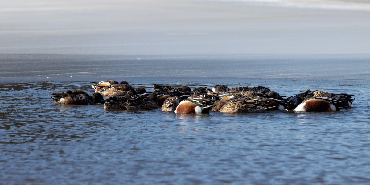 Широконоска - ML650090543