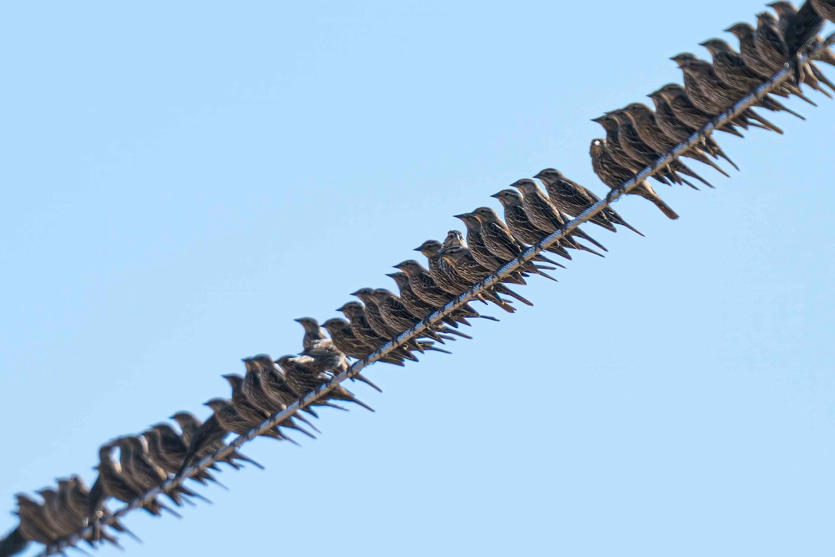 Red-winged Blackbird - ML650090628