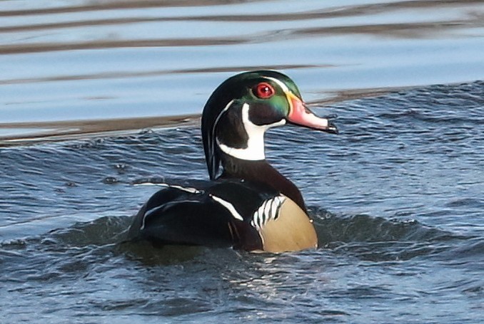 Anatra sposa - ML650090699