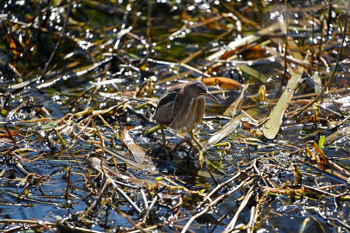 Least Bittern - ML650090734