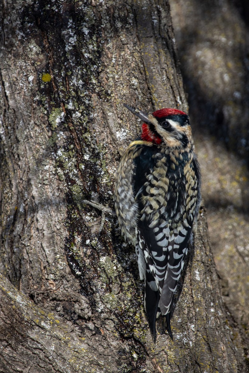 Желтобрюхий дятел-сокоед - ML650090774