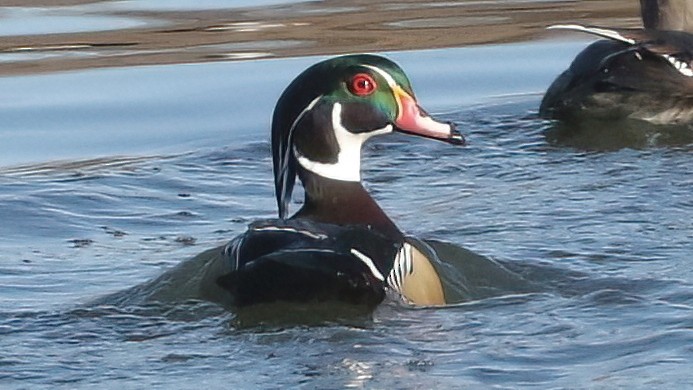 Anatra sposa - ML650090911