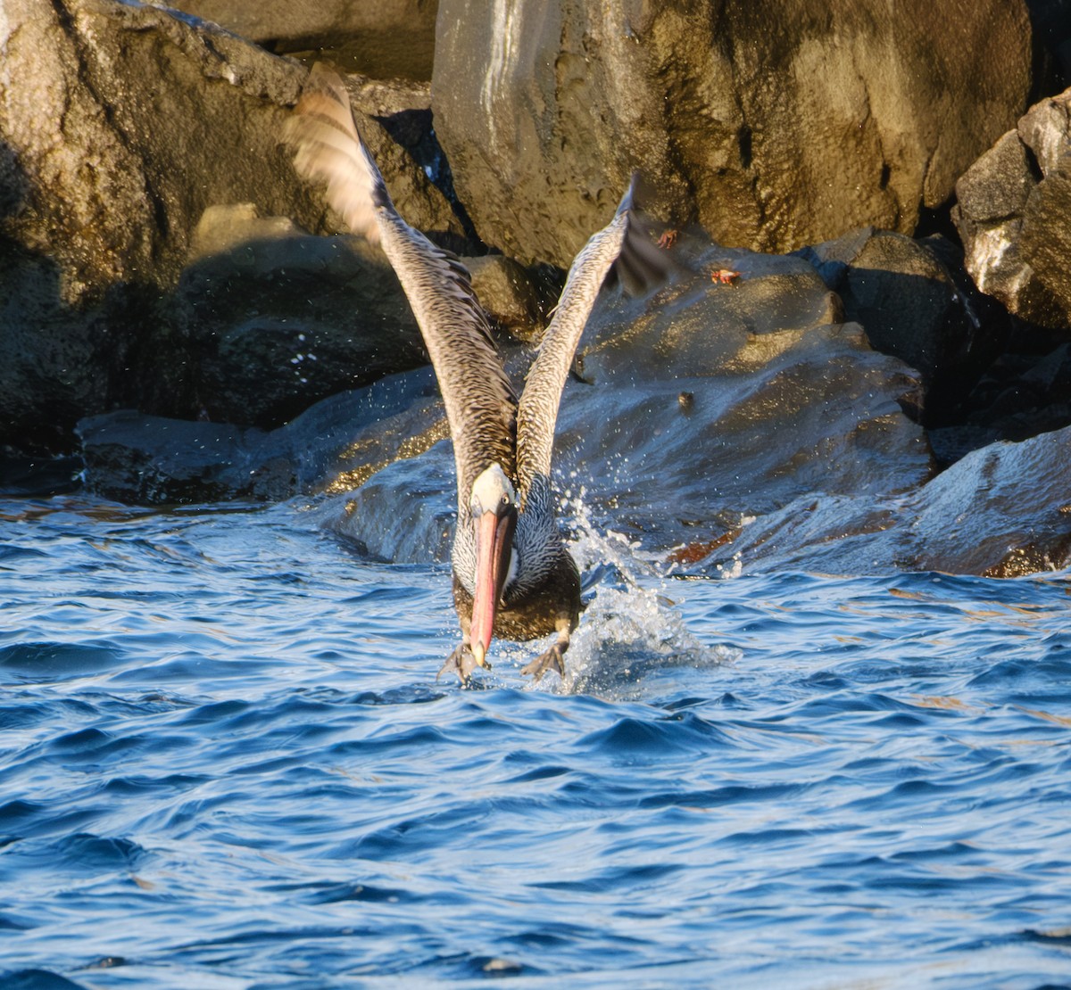 brunpelikan - ML650091018