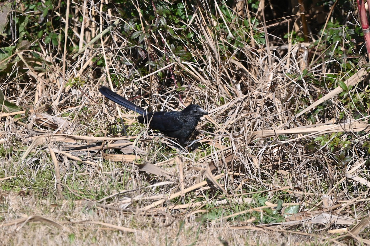 Groove-billed Ani - ML650091041