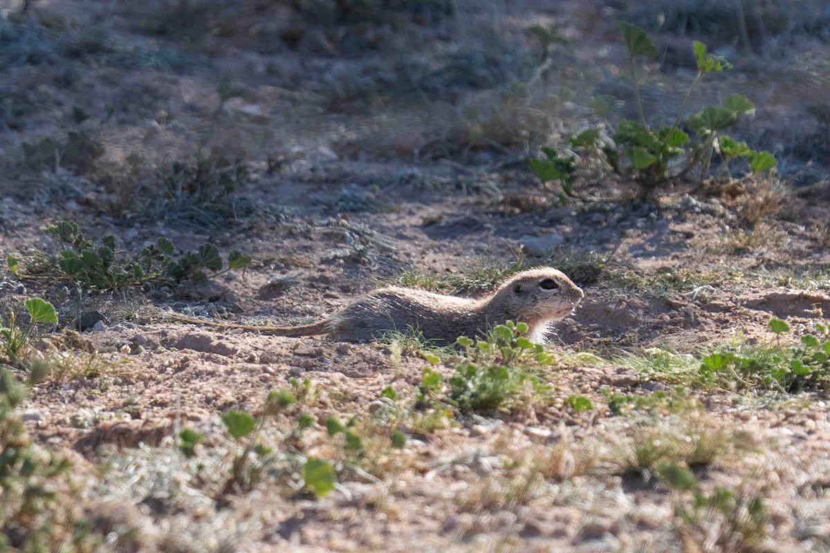 Round-tailed Ground Squirrel - ML650091098