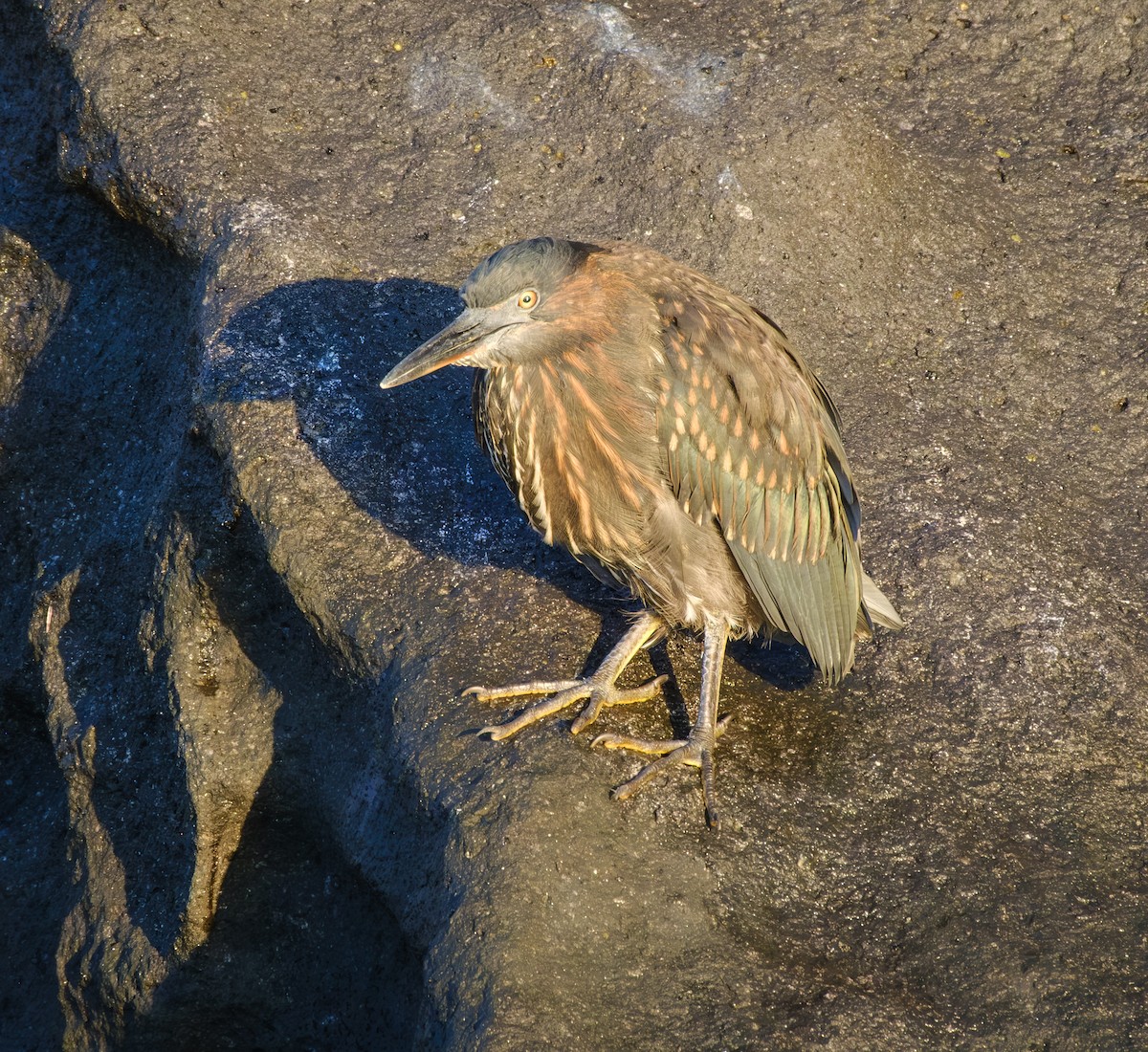 Чапля лава - ML650091146