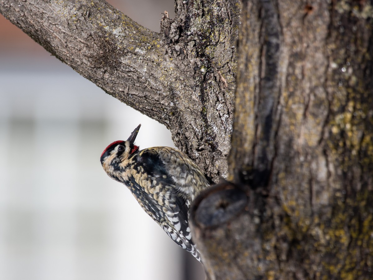 Желтобрюхий дятел-сокоед - ML650091172