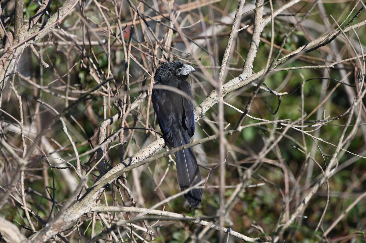 Groove-billed Ani - ML650091175