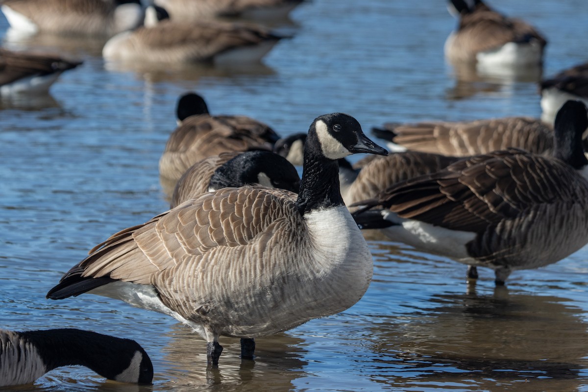 Канадская казарка - ML650091182