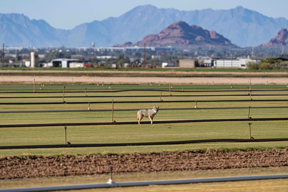 Coyote - ML650091288