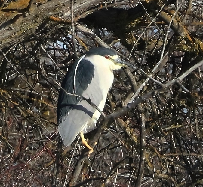 Nitticora - ML650091386