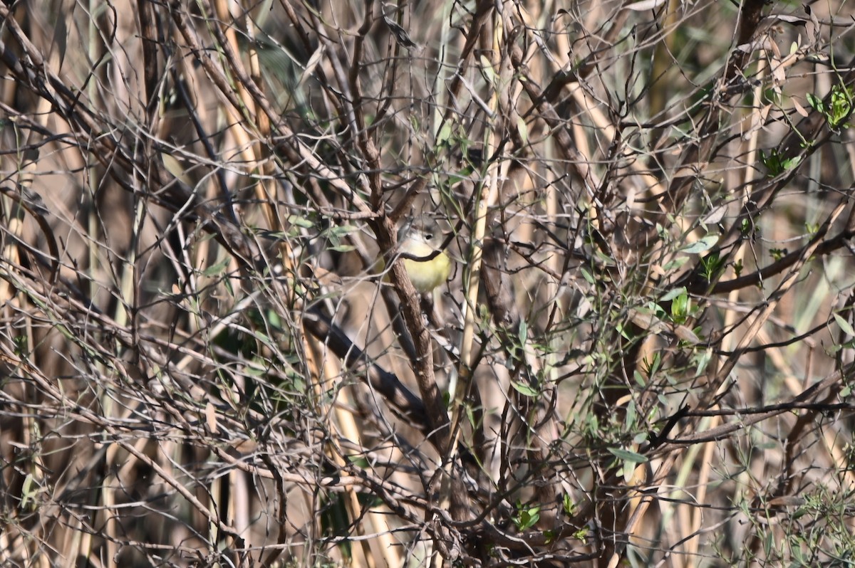 Bell's Vireo - ML650091488